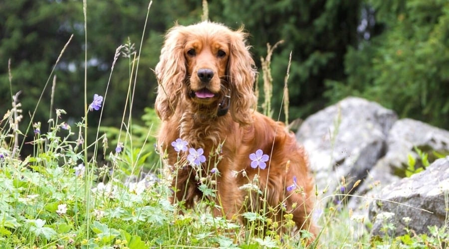 Cocker Spaniel Outdoors in Field