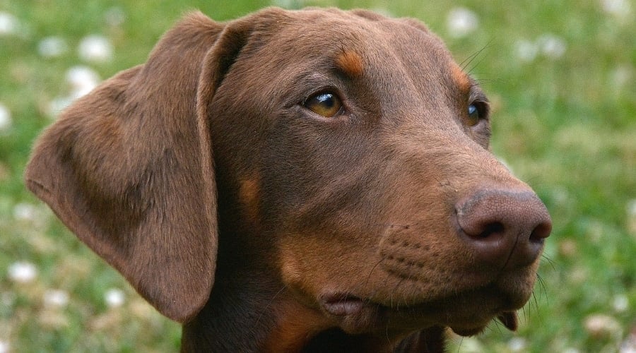 Red Doberman Outdoors