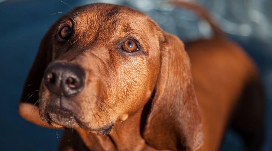Dog Face Up Close in Camera