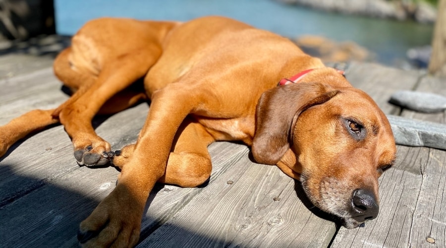 Red Dog Laying on a Dock