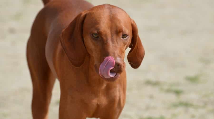 Dog Licking Lips