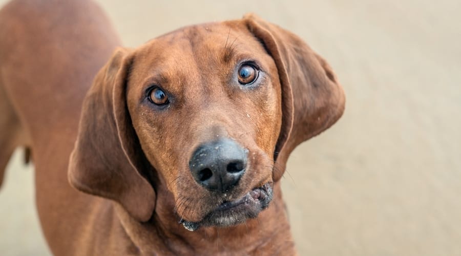 Redbone Coonhound Looking at Camera
