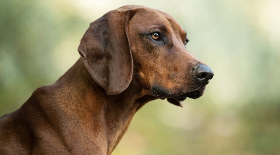 Red Dog Outdoors in Autumn