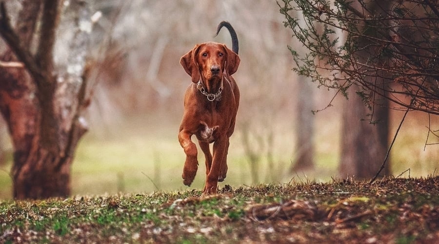 Red Dog Running in Woods