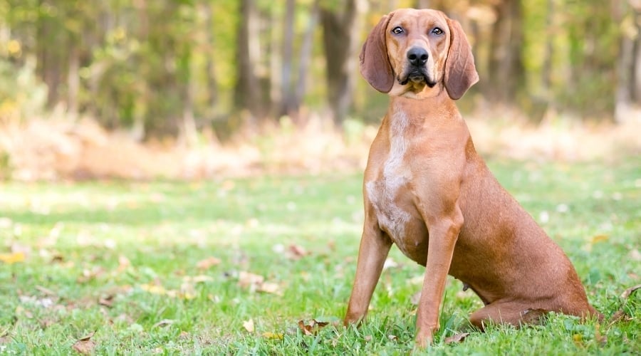 Red Dog Sitting in Field