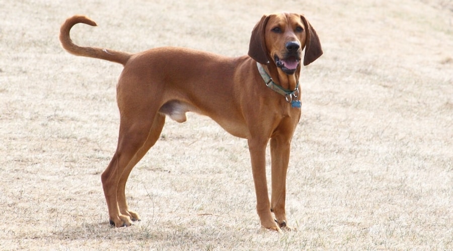 Red Coated Dog Outdoors
