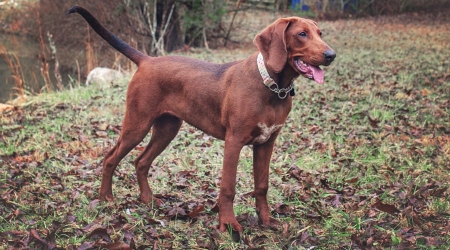 Redbone Dog Standing in Leaves