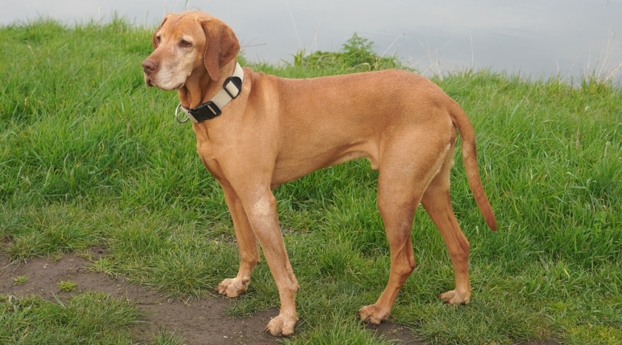 Dog Standing Next to River