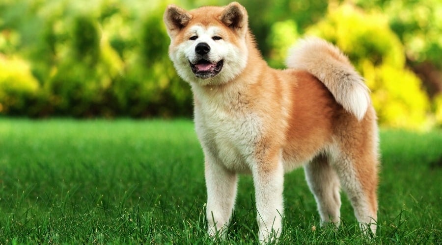 Akita With Curled Tail on Grass