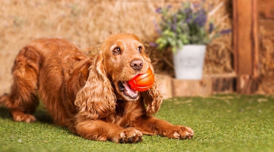 Red Dog With Red Ball in Its Mouth