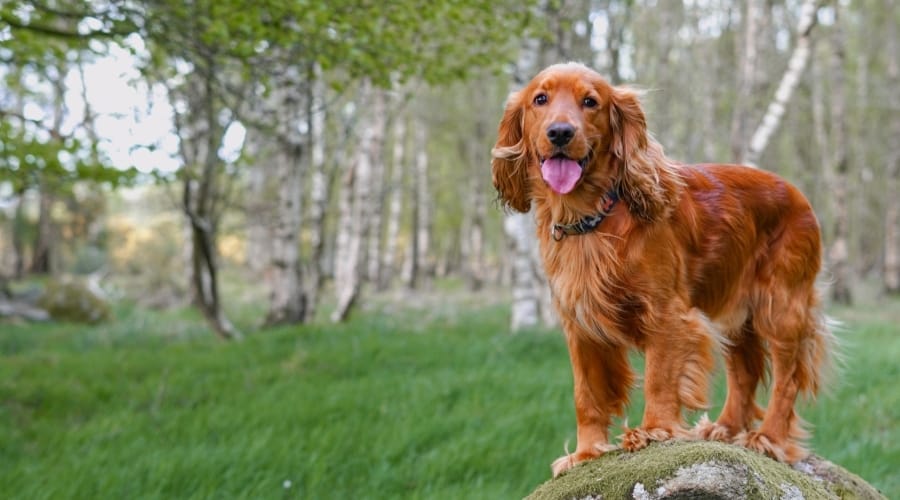 Red Dog With Silky Coat Standing on a Rock