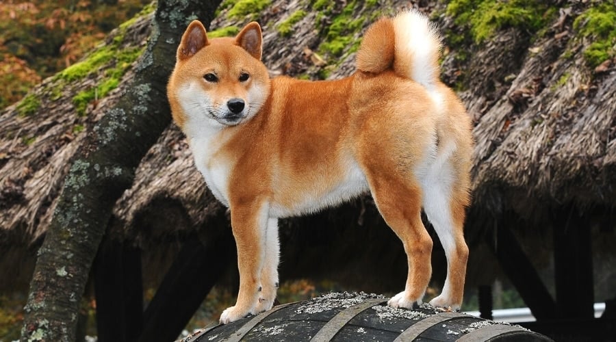 Shiba Inu with Curled Tail Standing on Rock