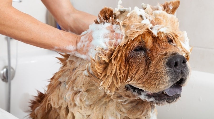 Red Fluffy Dog Getting Bathed