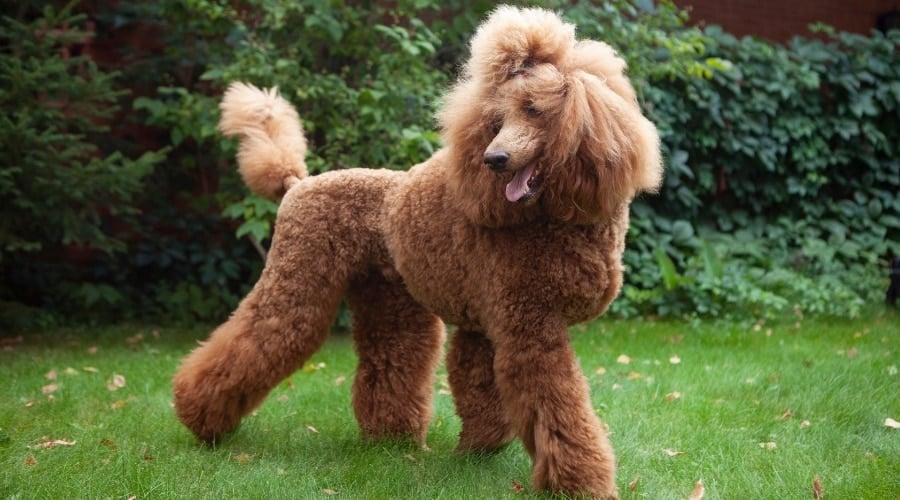 Red Fluffy Poodle on Grass