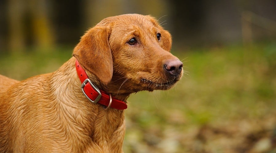 Red Fox Lab Genetic Differences