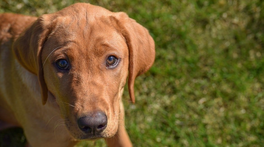 Red Fox Lab Puppy Prices