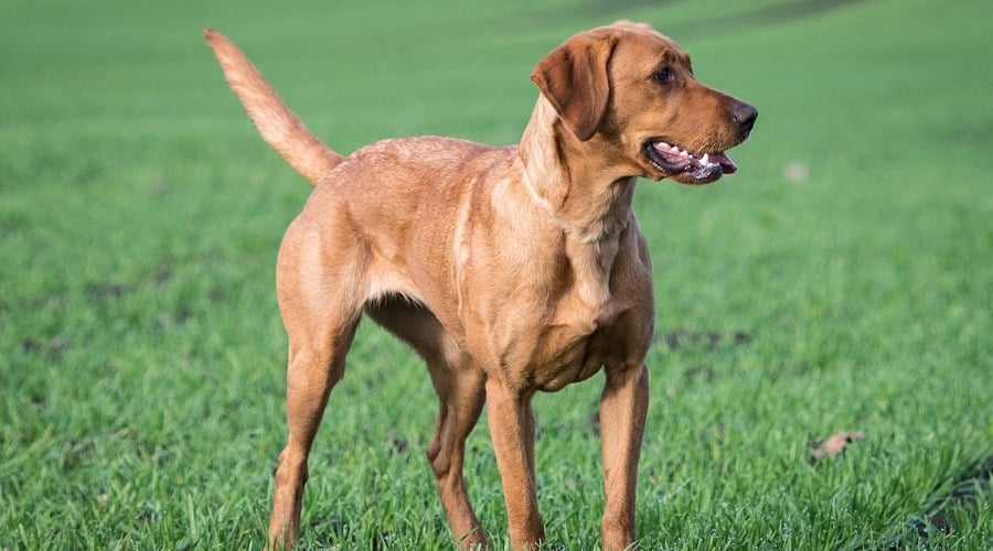 Red Fox Lab in Field