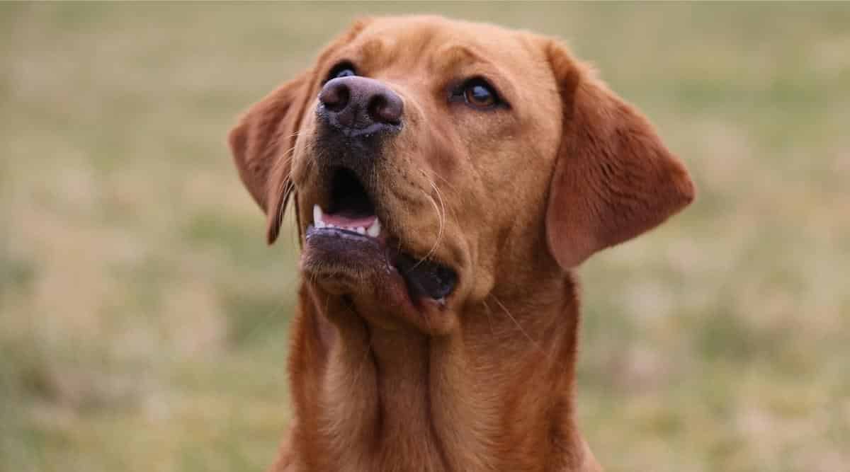 Fox Red Labrador Retrievers: Controversy, Puppy Costs \u0026 More - Canine  Journal, image size:1200x667