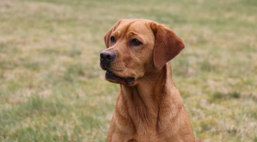 Red Fox Labrador Outdoors