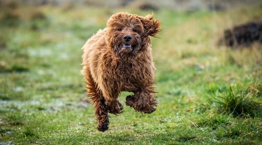 Red Golden Coated Dog Running in Grass