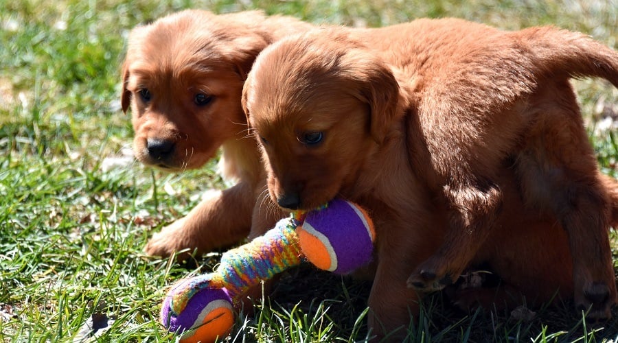 Red Golden Lab Puppies