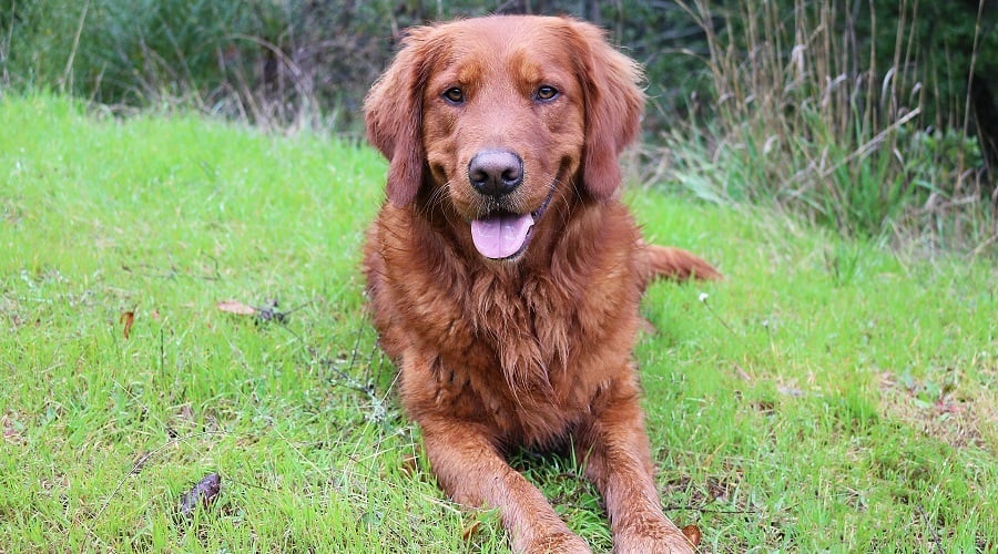 Red Golden Labrador Retriever
