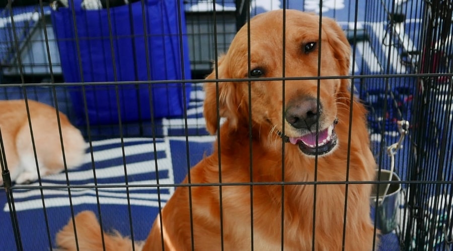 Red Golden Retriever in Dog Crate