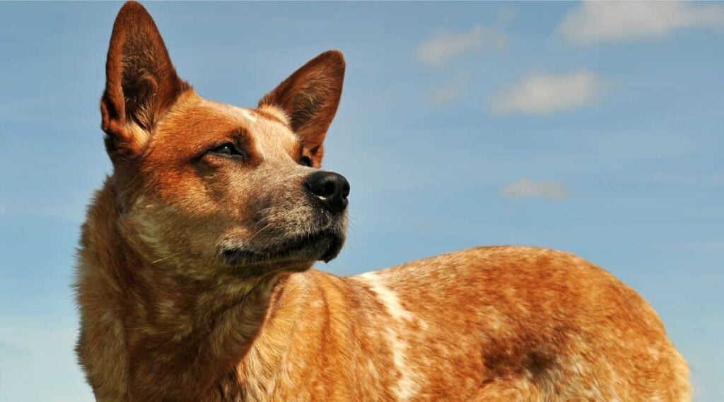 Red Heeler Breed looking up at sky