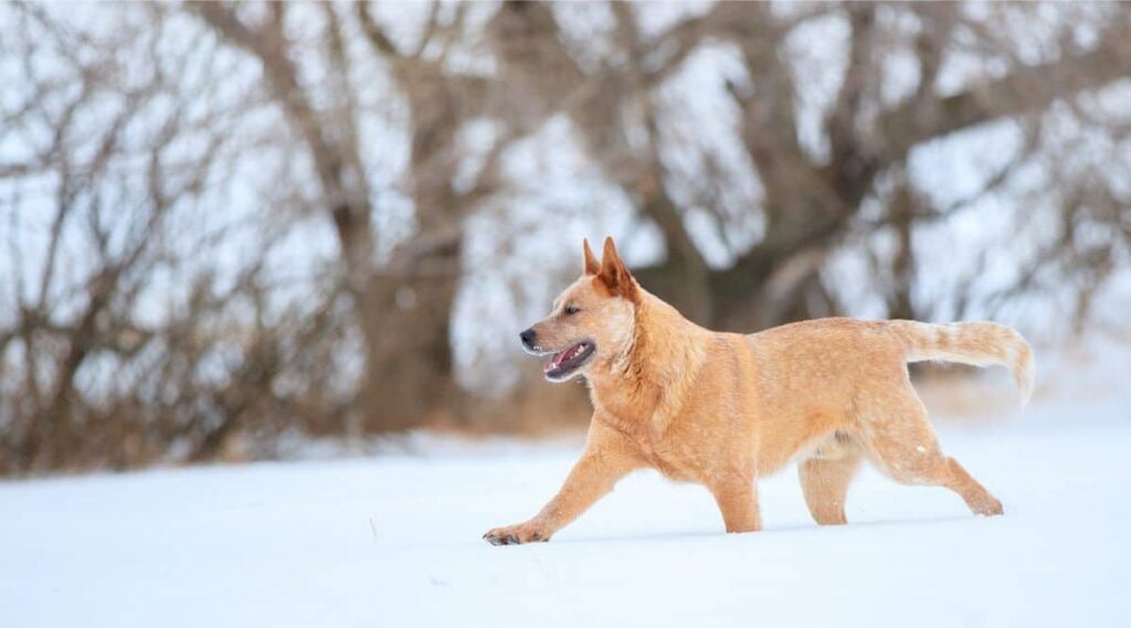 Red Heeler Breed running in snow