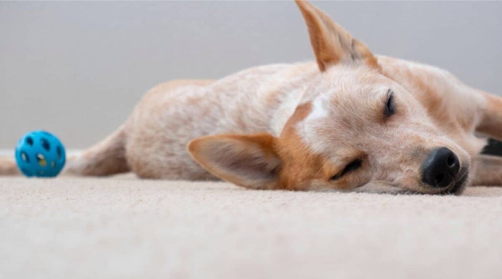 Red Heeler Breed sleeping next to a toy
