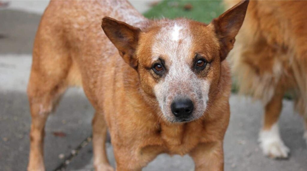 Red Heeler Breed rescue