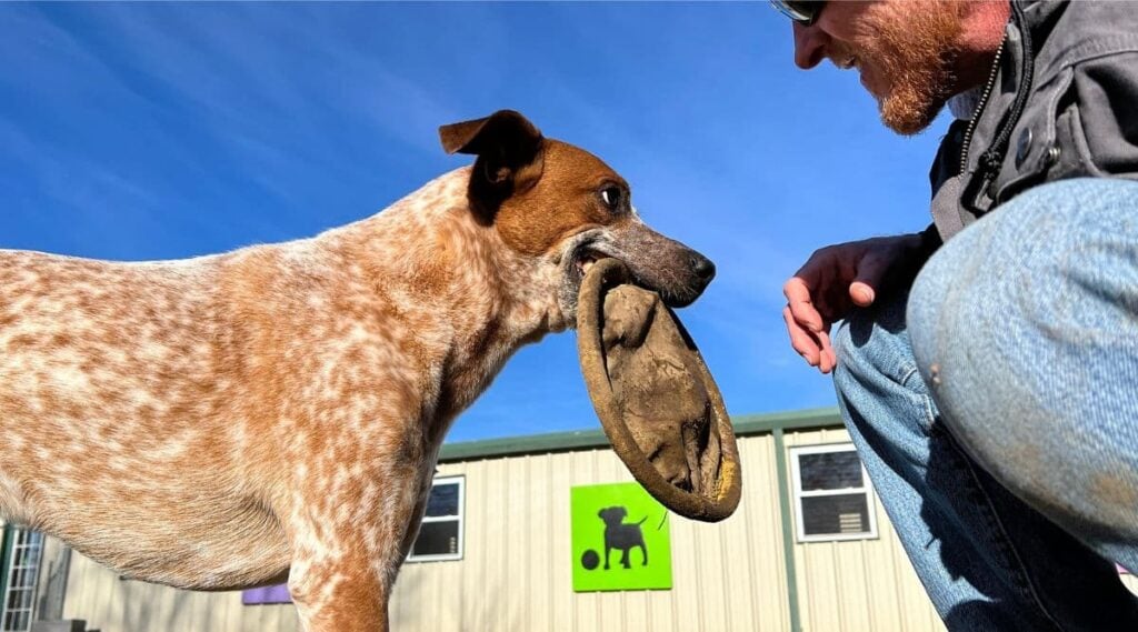 Red Heeler Breed with frisbee in mouth