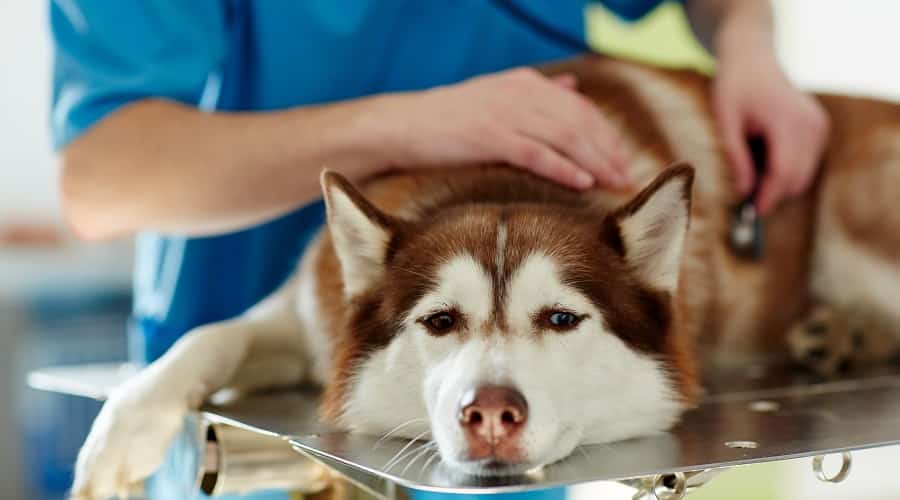 Red Husky Getting Examined at Vet
