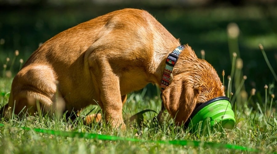 Red Labrador Eating Food