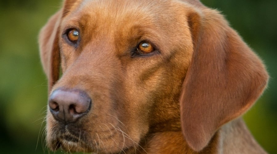 Red Labrador Outside