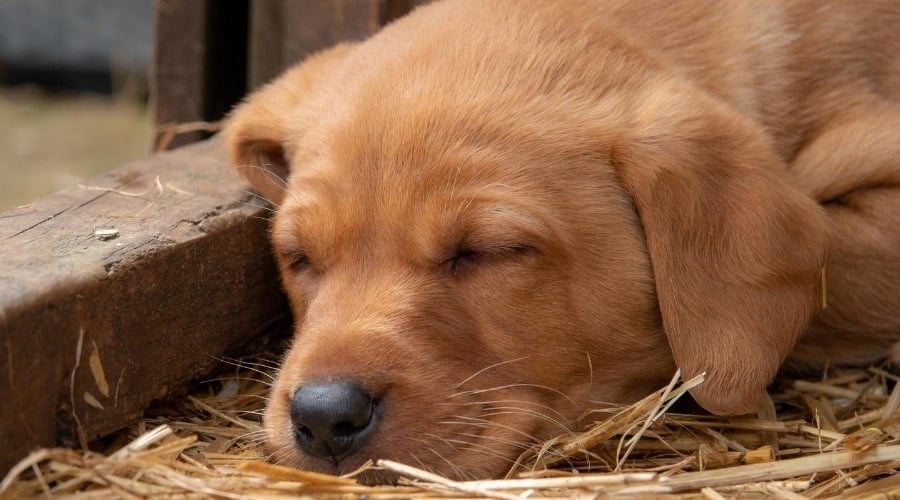 Red Labrador Puppy