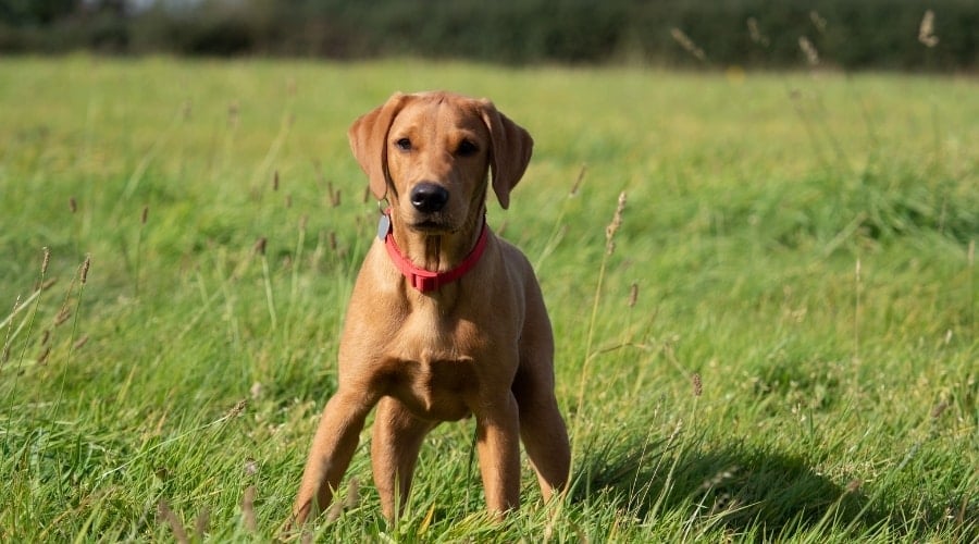 Red Labrador Puppy