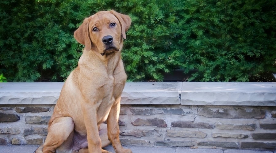 Red Labrador sitting near stone wall