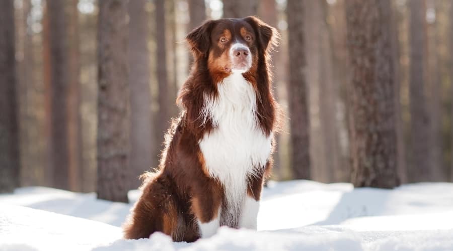 Australian Shepherd in Snow