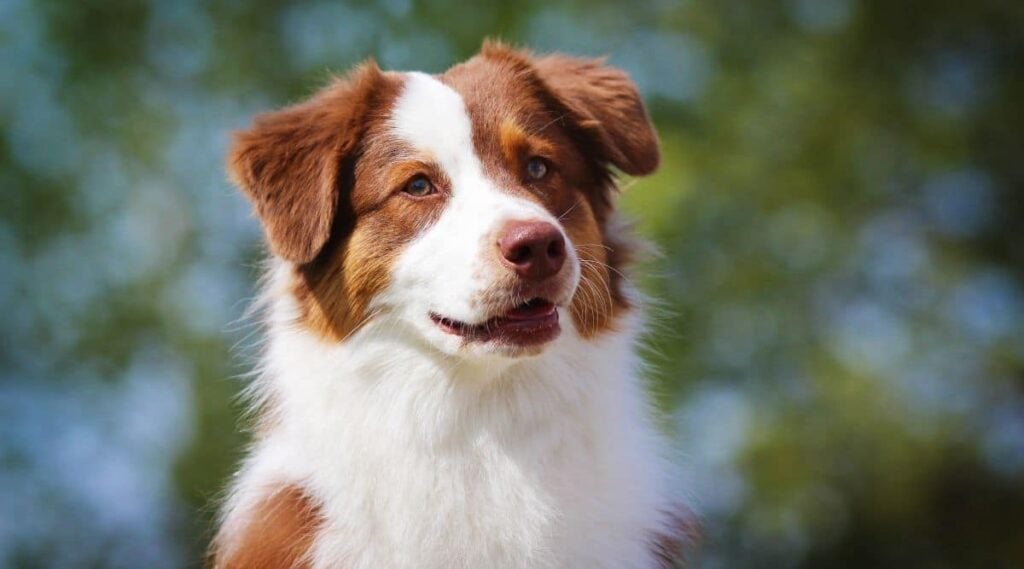 Red Merle Australian Shepherd face sitting outside