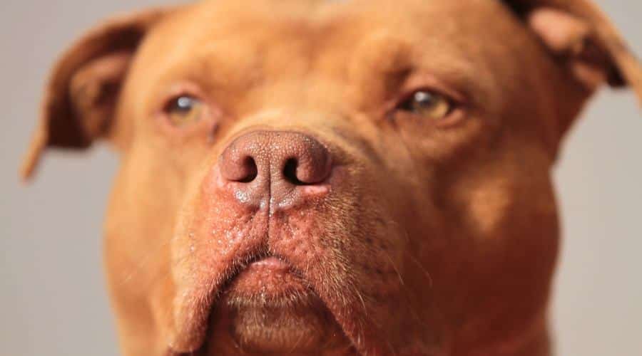 Red Nose Pitbull Looking At Surroundings