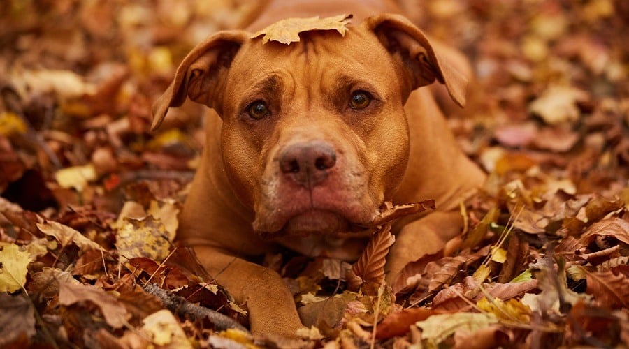 Red Nose Pitbull Reputation