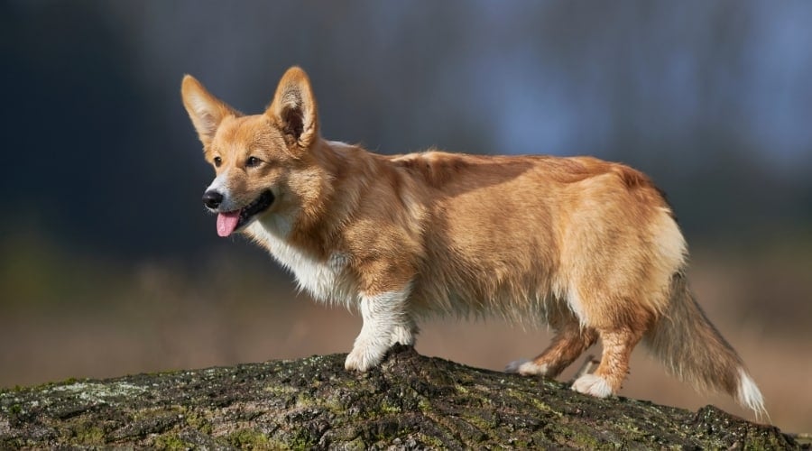 Red Dog Walking on Tree