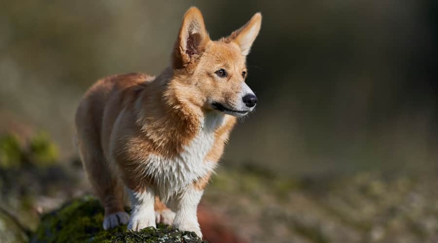 Red Pembroke Welsh Corgi
