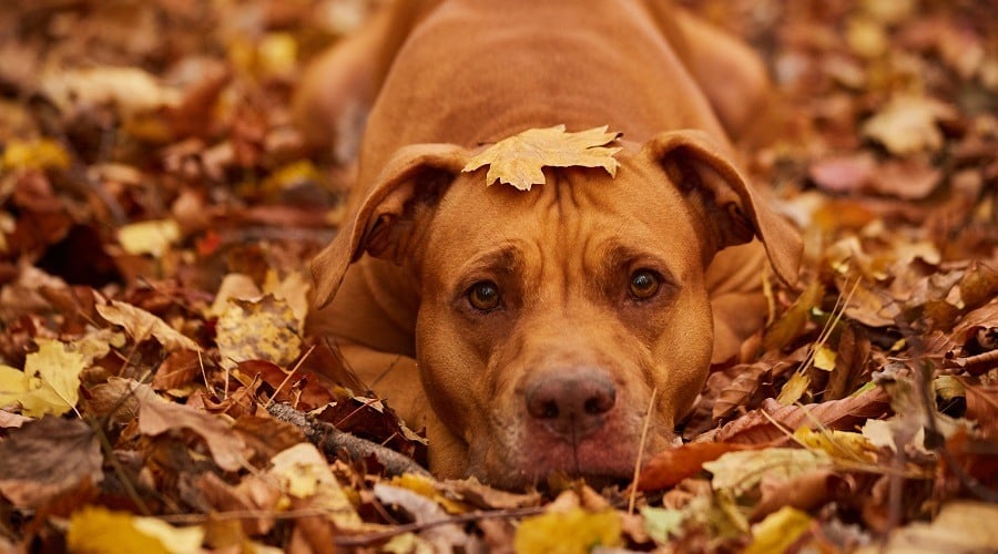 Rednose Pitbull Terrier