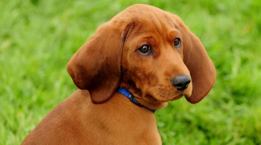 Red Puppy Sitting in Grass