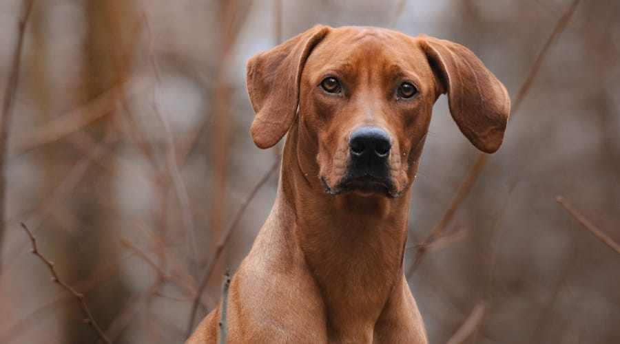 Red Rhodesian Ridgeback Outdoors