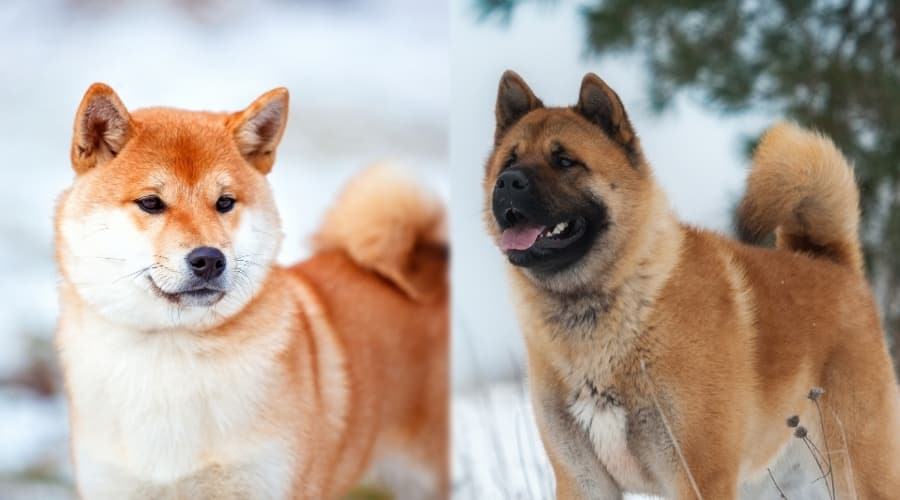 Red Shiba and Red Akita