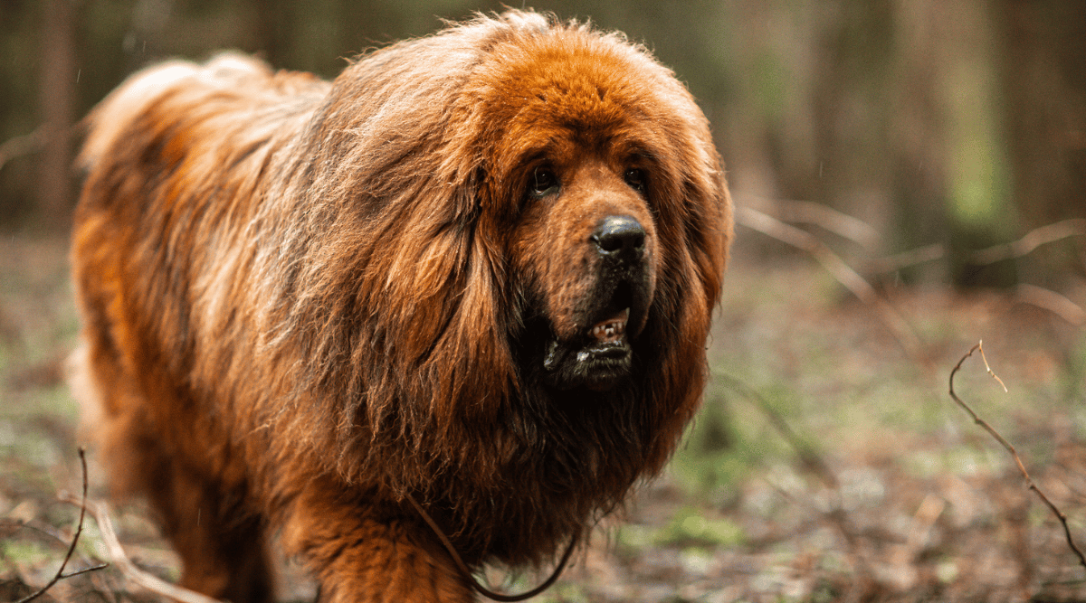 Red Tibetan mastiff for a walk in the forest.