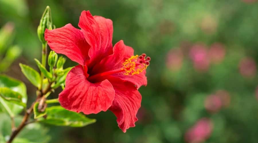 Red Tropical Flower